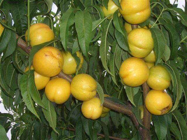 Nettarina percoca - Maria Dorata